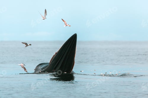Preview: Bryde's whale, Eden's whale, Eating fish at gulf of Thailand