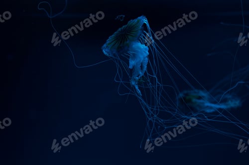 Preview: Selective focus of compass jellyfishes in blue neon light on dark background