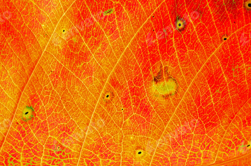 Preview: leaf abstract
