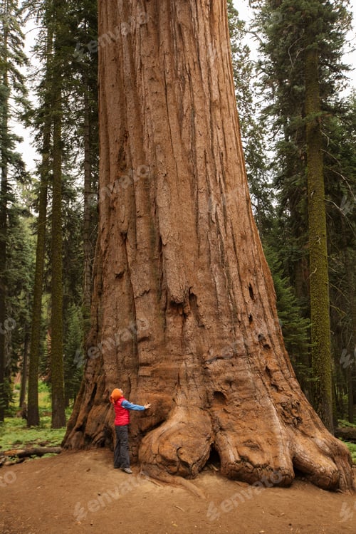 Preview: Woman In Sequoia National Park In California, Usa
