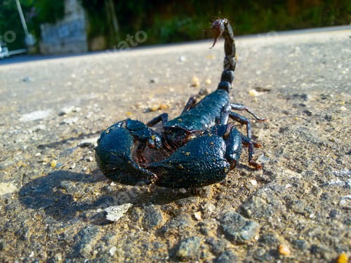 Preview: scorpion on the road,in Wattegama Central, Srilanka