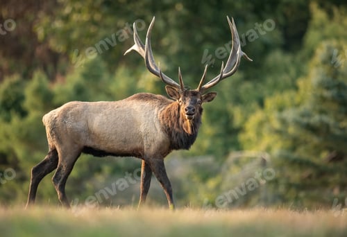 Preview: Bull Elk in the Grand Tetons
