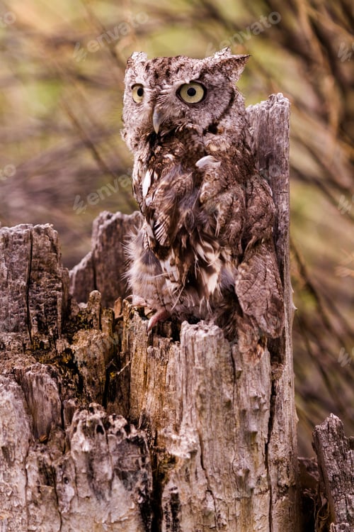 Preview: Western Screech Owl