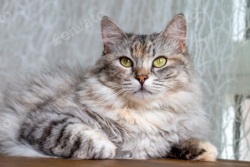 Vorschau: Langhaarige, getigerte norwegische Waldkatze.