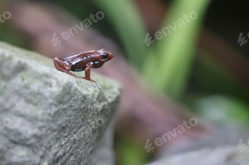 Preview: Epipedobates anthonyi (tricolor) on rock