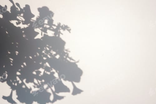 Preview: Shadow of flowers on white background. Overlay.