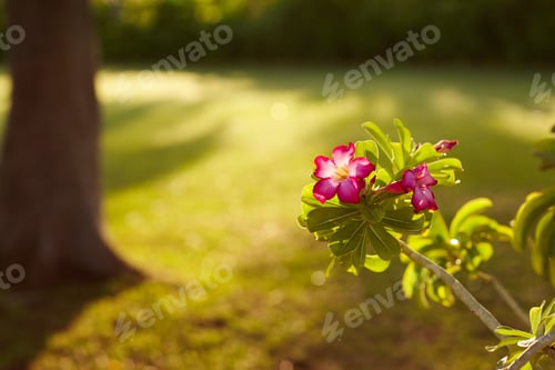 Preview: A bright pink flower on a green branch blooms in the garden. Flowering shrub, flowering shrub.