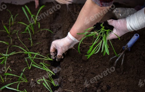 Preview: close-up of a woman planting a seedling in the soil.