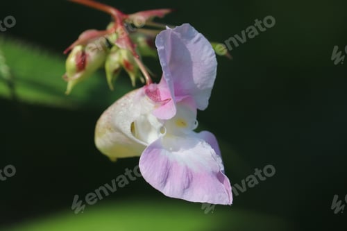 Preview: Flower pink