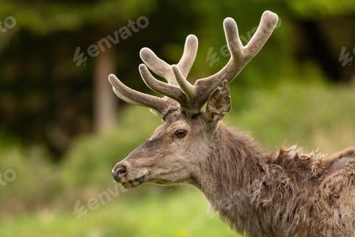 Preview: Red deer with velvet antlers looking on meadow in close-up