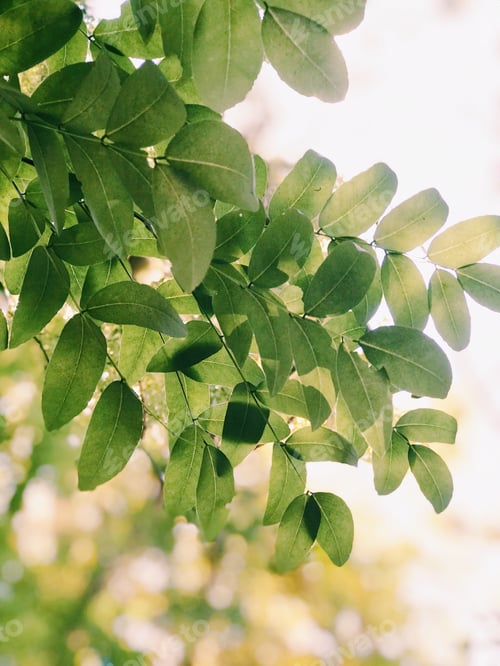 Preview: Nature leaves texture