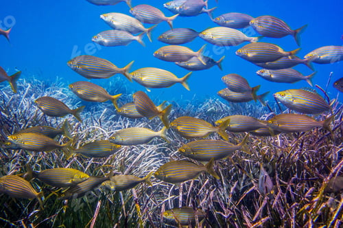 Preview: Colorful sea life underwater, shallow underwater seascape