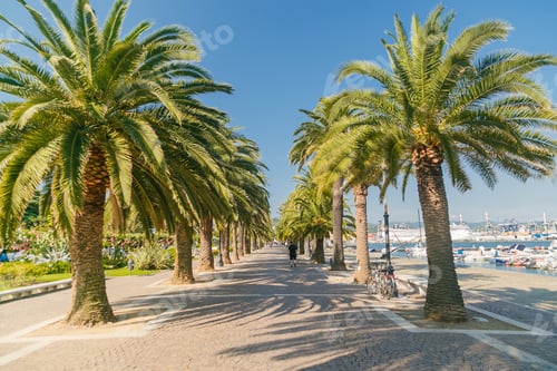 Preview: Promenade alley with palm trees in La Spezia, Italy