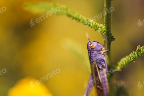 Preview: Bright purple legless locust sitting on a plant trunk against a yellow background