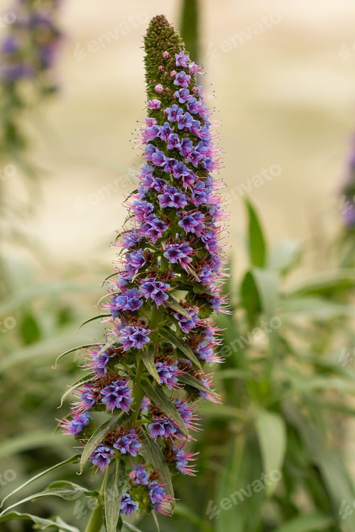 Preview: Vertical shot of blooming purple echium callithyrsum flowers