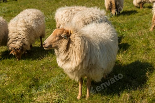 Preview: Flock of fluffy sheep grazing on a green pasture
