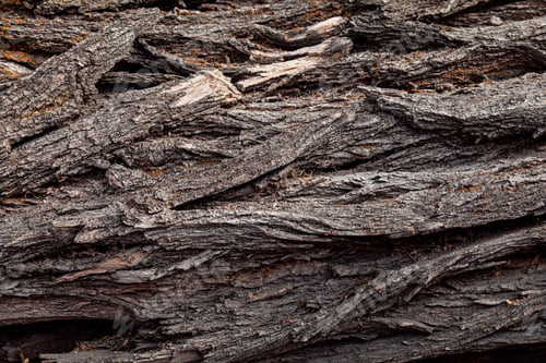 Preview: Texture of old tree bark