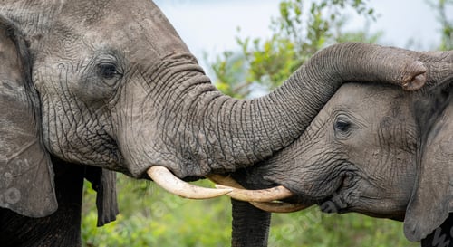 Preview: Two Elephants, Loxodonta africana, greet each other.