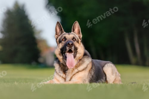 Preview: East European Shepherd dog on the walk. Active East European Shepherd dog enjoying outdoor playtime