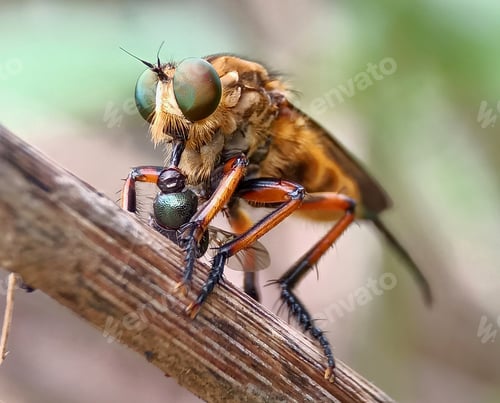 Preview: Robberfly