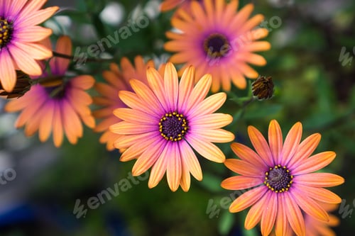 Preview: Close up of Orange African Daisy (Osteospermum)
