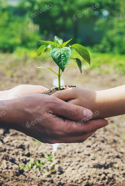 Preview: A child with his father plant a nursery garden. Selective focus.