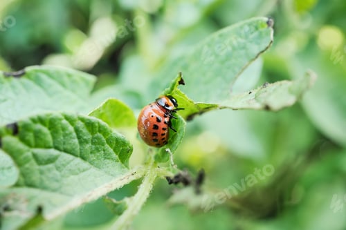 Preview: Colorado potato beetle larva on green leaf in natural habitat