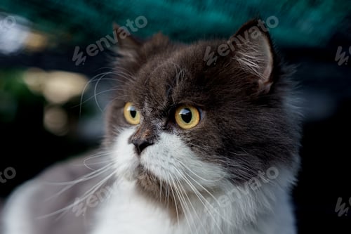 Preview: Persian cat sitting on concrete floor and look straight alone emotion.