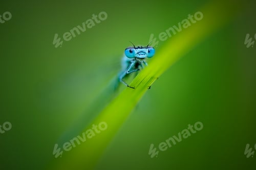 Preview: Close up of dragonfly, Blue tailed damselfly