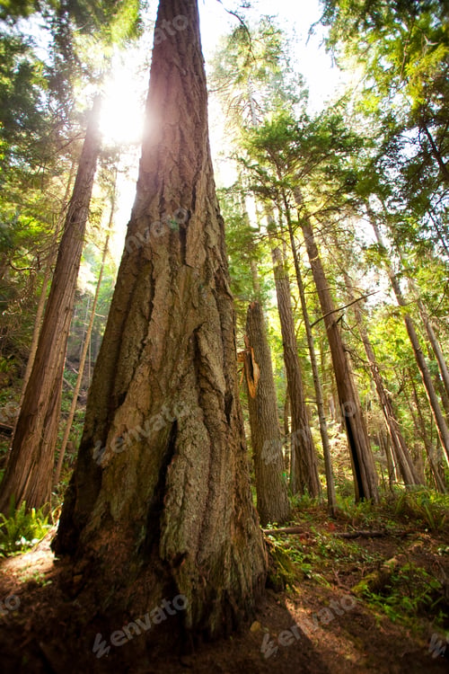 Preview: Ancient evergreen fir tree near Lake Crescent, Olympic National Park.