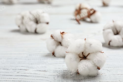 Preview: Fluffy cotton flowers on white wooden background, closeup