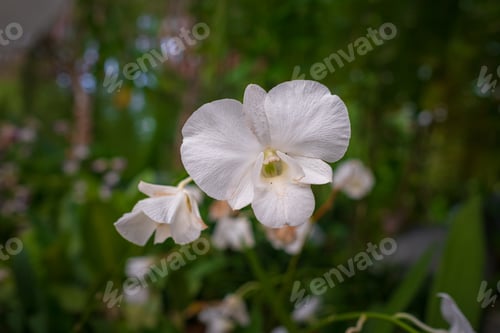 Preview: walk in Perdana Botanical Garden, Kuala Lumpur , Malaysia