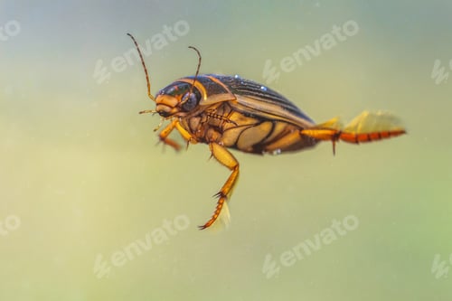 Preview: Great diving beetle freshwater insect