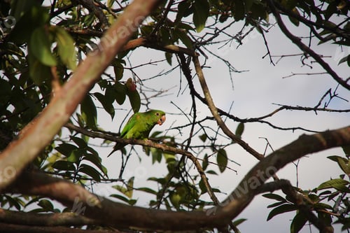 Preview: Parrot on the tree in nature - Maritaca