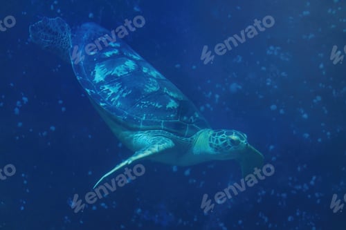 Preview: Green Sea Turtle (Chelonia mydas) underwater