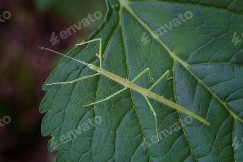 Preview: a green insect sitting on top of a leaf near a plant