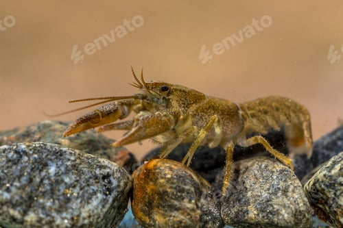 Preview: European crayfish on riverbed