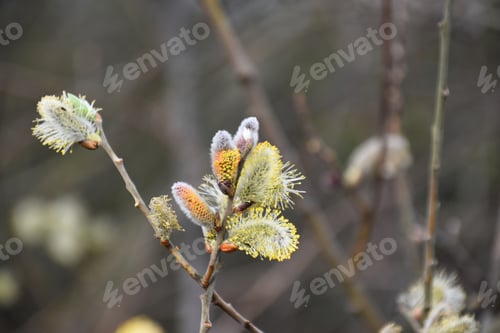Preview: pussy willow in bloom in spring