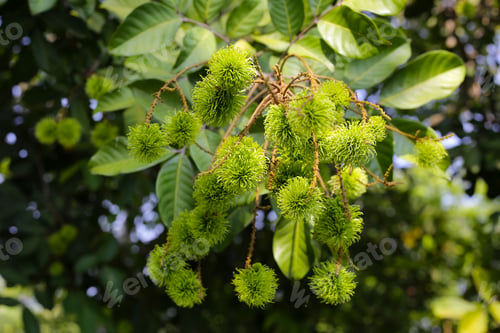 Preview: Rambutan on tree, Young green fruits