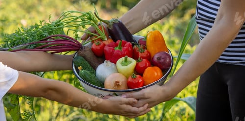Preview: Child helping with harvest in the garden, fresh organic vegetables