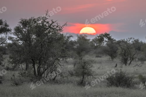 Preview: African Sunset above silhouette Savanna bush
