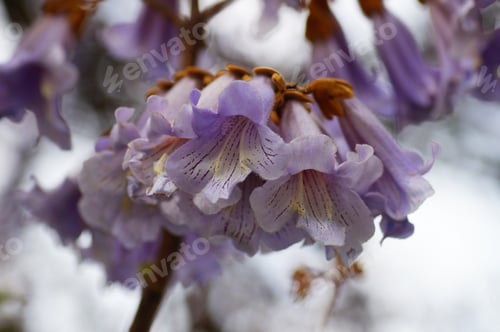 Preview: Inflorescence of a Paulownia
