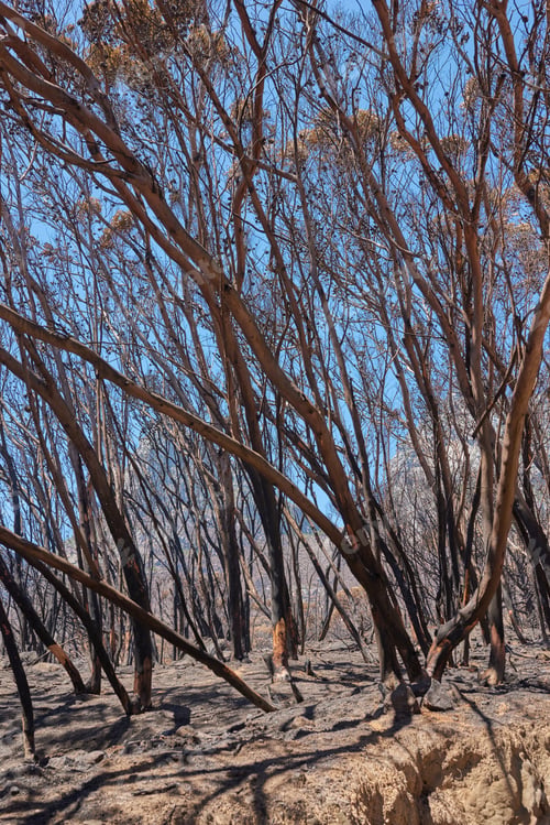 Preview: Wildfire