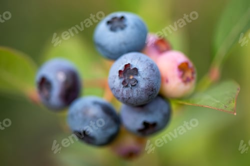 Preview: Fresh organic blueberries on the bush