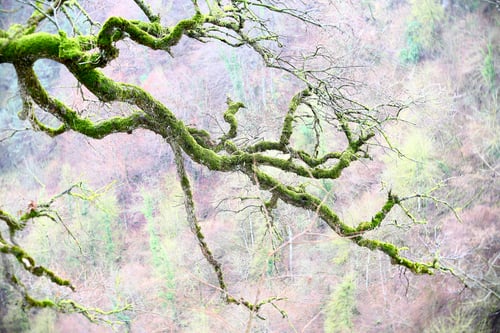Preview: Green branches covered with moss