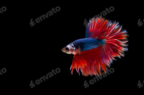 Preview: Beautiful colorful of siamese betta fish