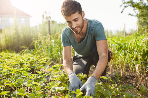 Preview: Close up outdoors portrait of mature attractive bearded male farmer in blue t-shirt smiling, working