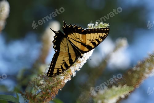 Preview: Close-up of a yellow and black butterfly perched on a flower with a blurred natural background