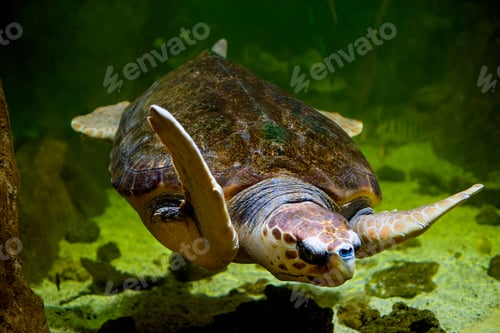Preview: Turtle with protective shell swims in water of sea