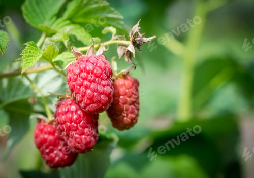 Preview: Raspberry